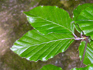 Beech tree leaves