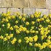 Daffodils on city walls