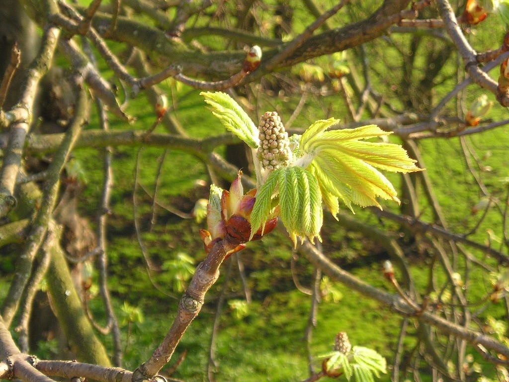 Horse chestnut tree, from the bar walls, in the Minster precincts, 2 April 2004