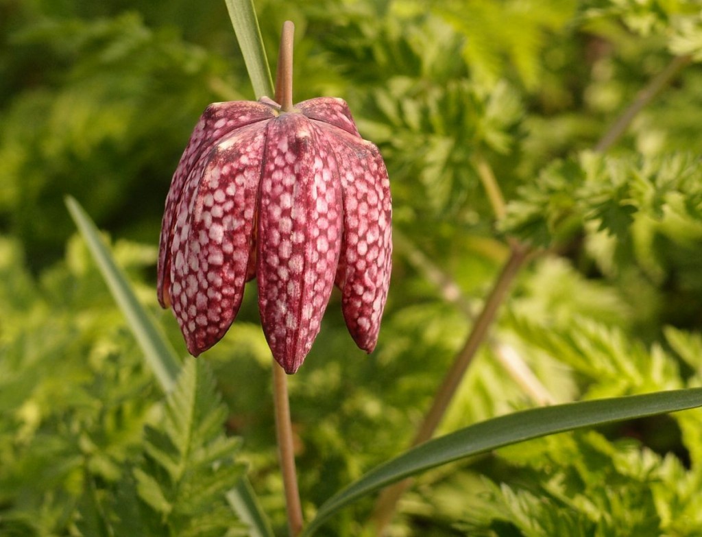 Fritillary in flower, St Nick's, 10 April 2015