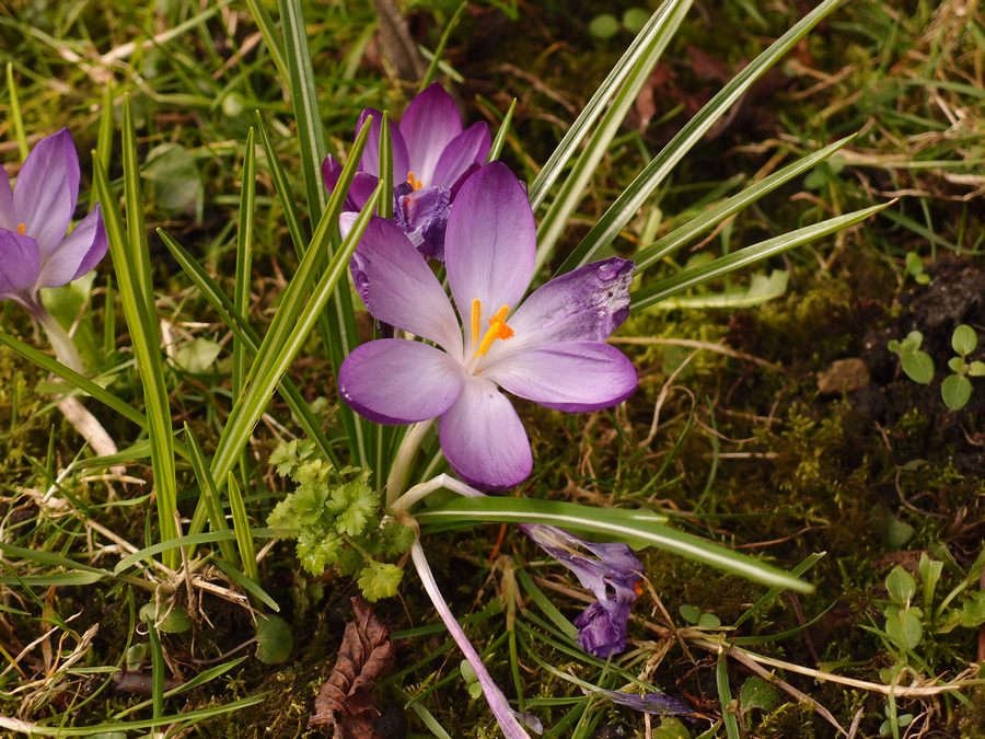 Crocus in the churchyard of St Mary Bishophill Junior, 13 March 2018