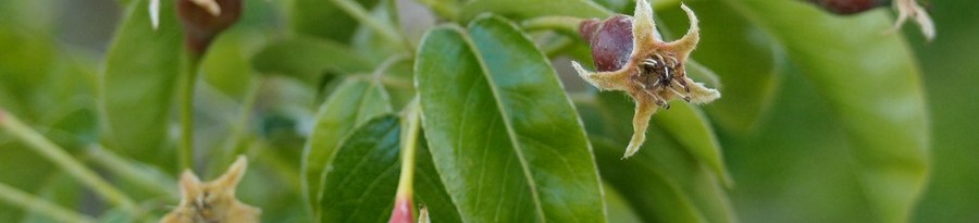 Young tree recently planted, Clifton, 5 May 2017