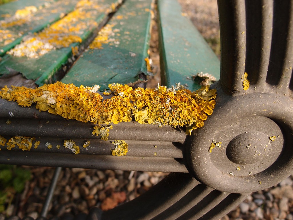 Beautiful bench, with lichen, Rufforth cemetery, 6 Aug 2018