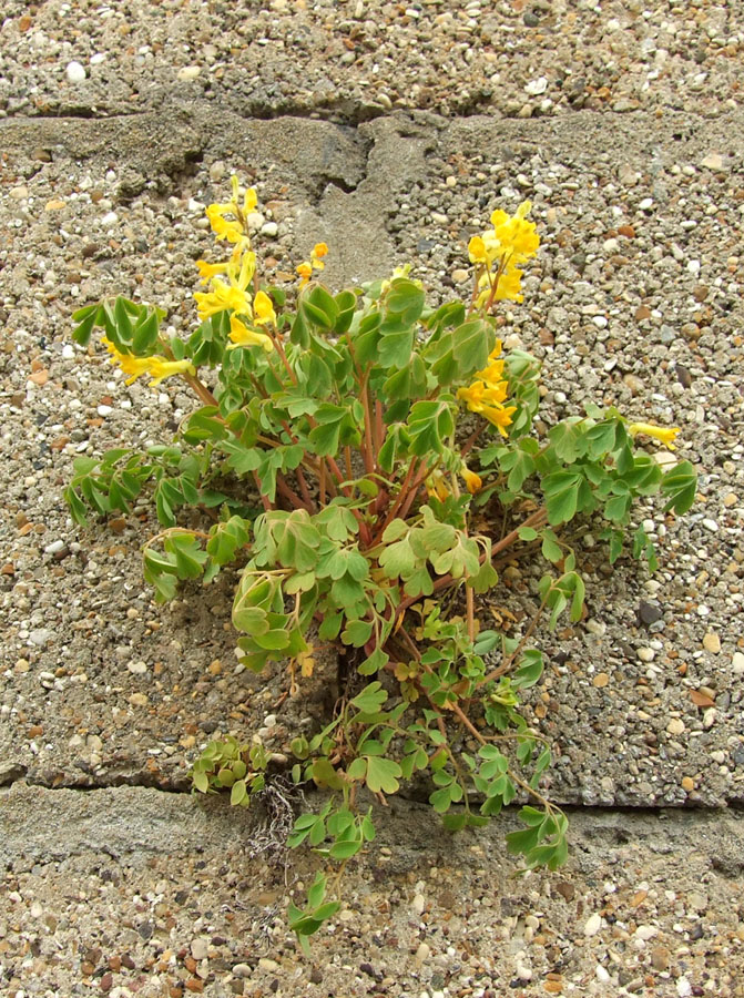 Close-up, yellow-flowered plant growing in wall