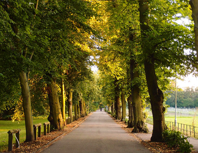 Perspective view down tree-lined avenue