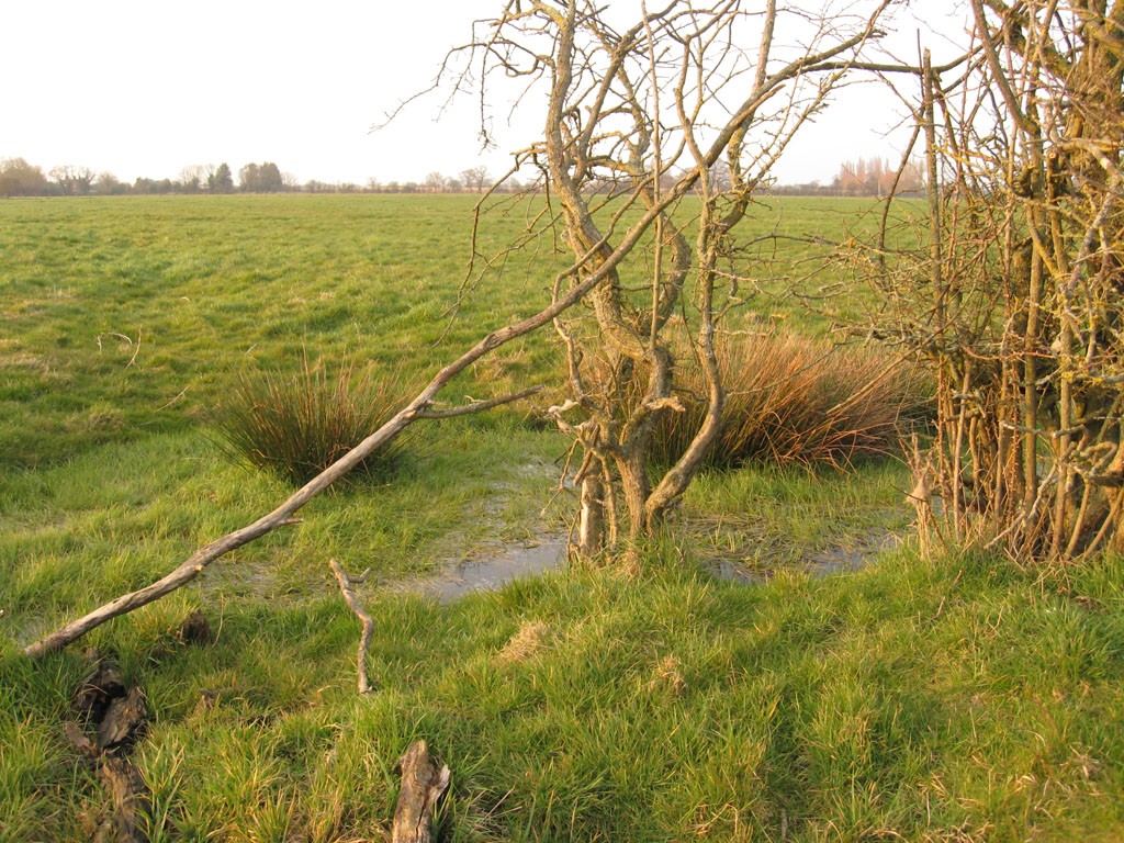Green field with watery ditch and branches