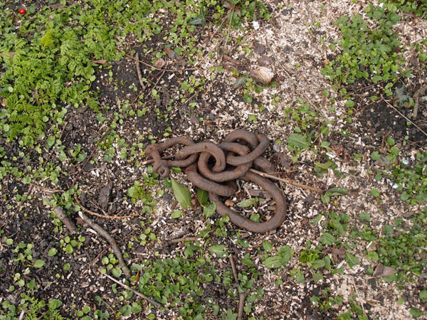 Chain, Bootham Park grounds, 2 April 2015