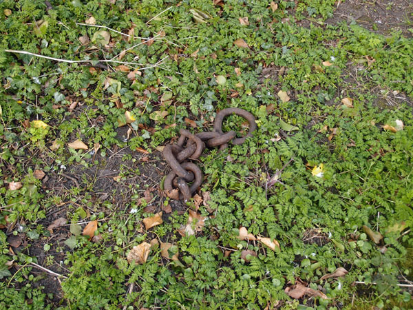 Chain (3), Bootham Park grounds, 2 April 2015