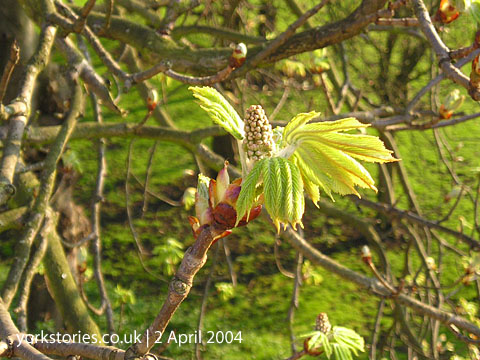 Horse chestnut, spring