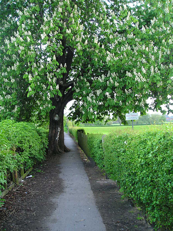 Clifton horse chestnut, 10 May 2004