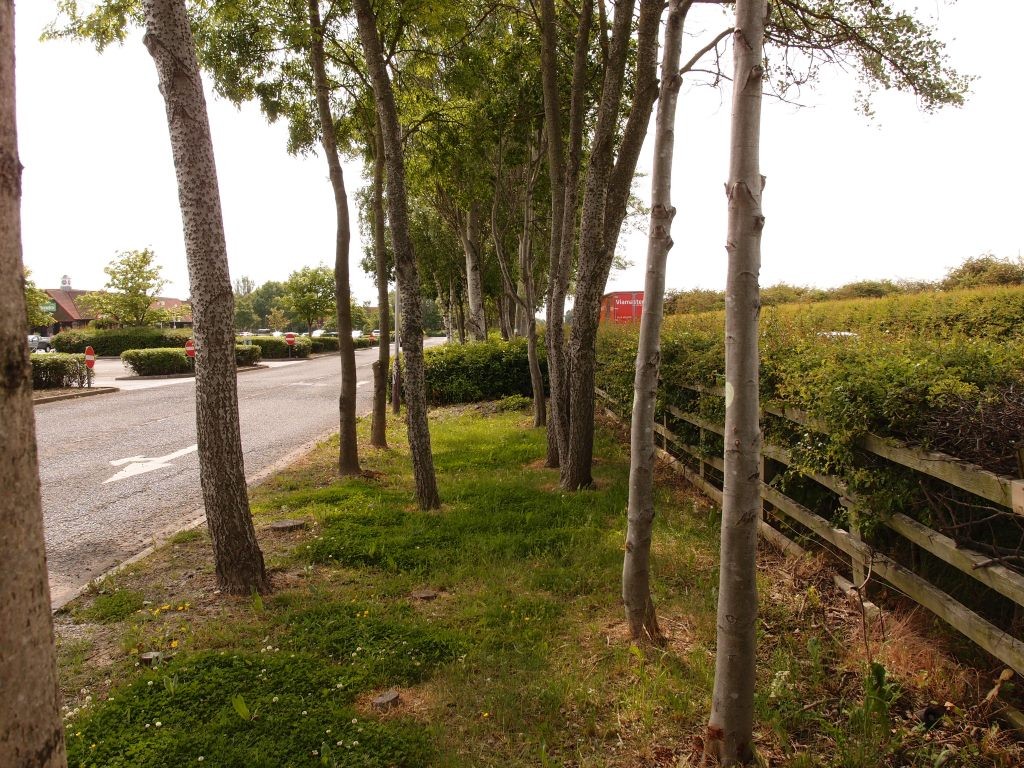 Retail park on the left, ring road on the right, elegant trees in the middle