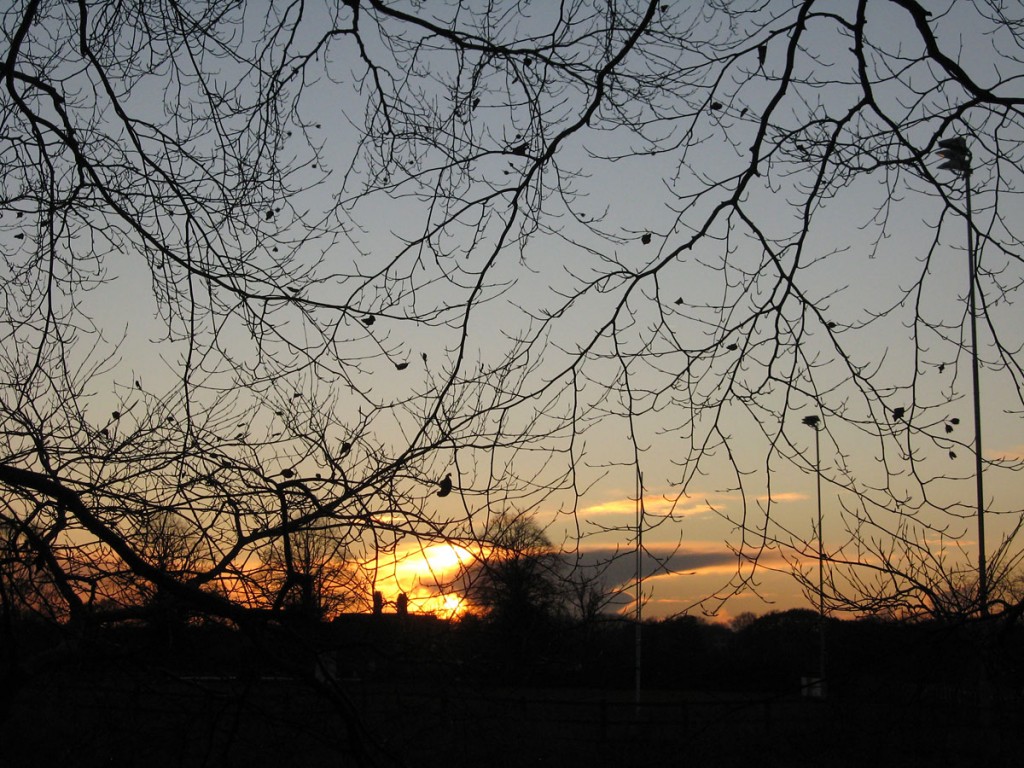 Sillhouetted branches against sunset and sky