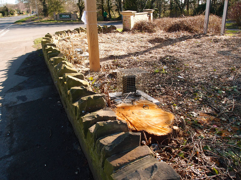 Stump of felled tree, by the Dormouse pub sign