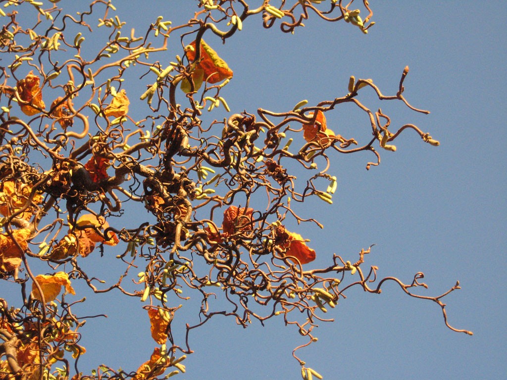 Twisted branches and orange leaves against blue sky