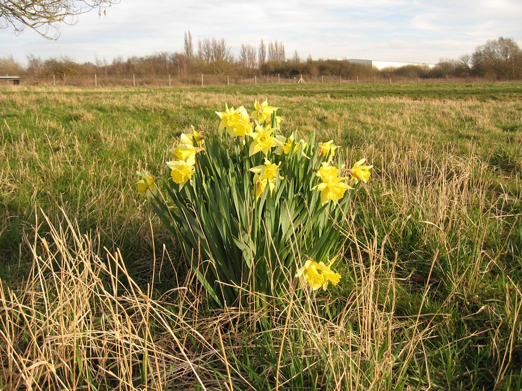 Clump of daffodils in the middle of an otherwise grassed field