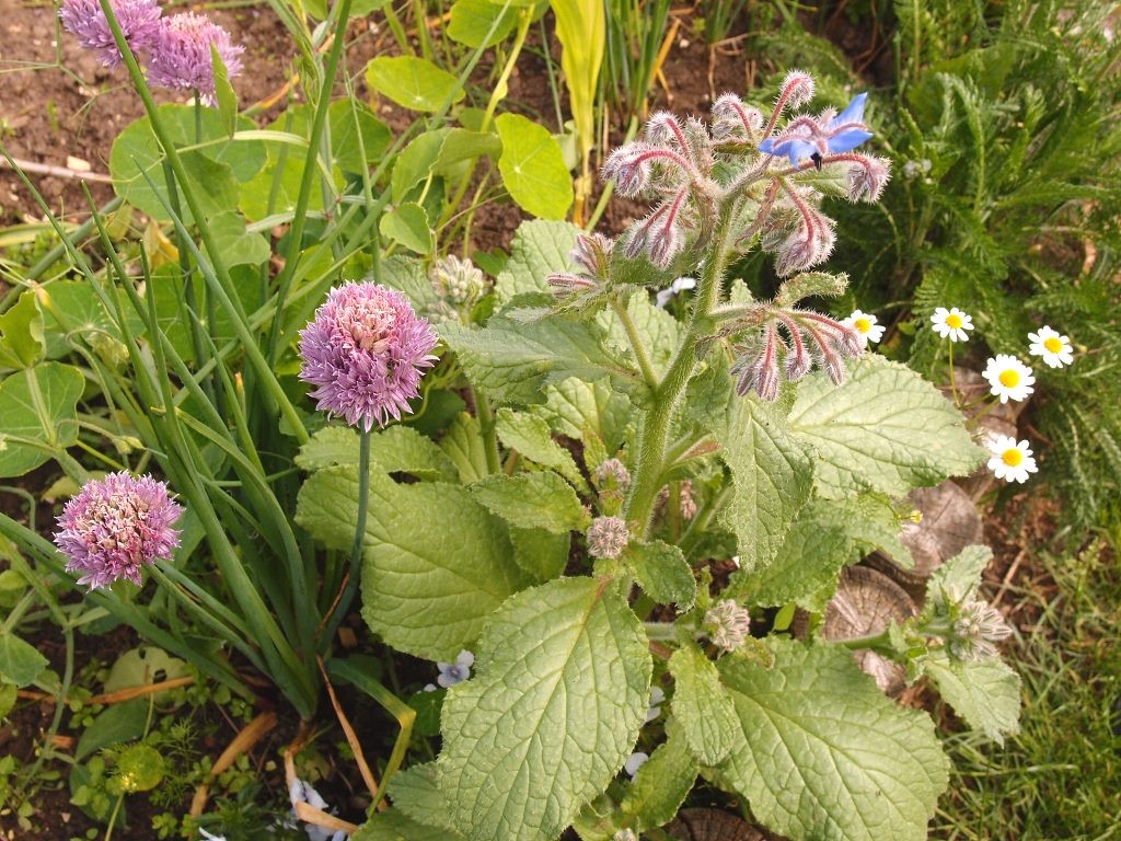 Upper St Paul's garden, herbs and flowers, 16 June 2016