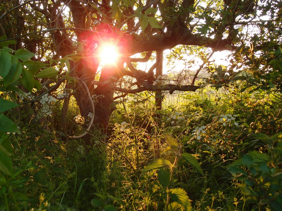 Old hedge from low view with sun shining through, summer evening