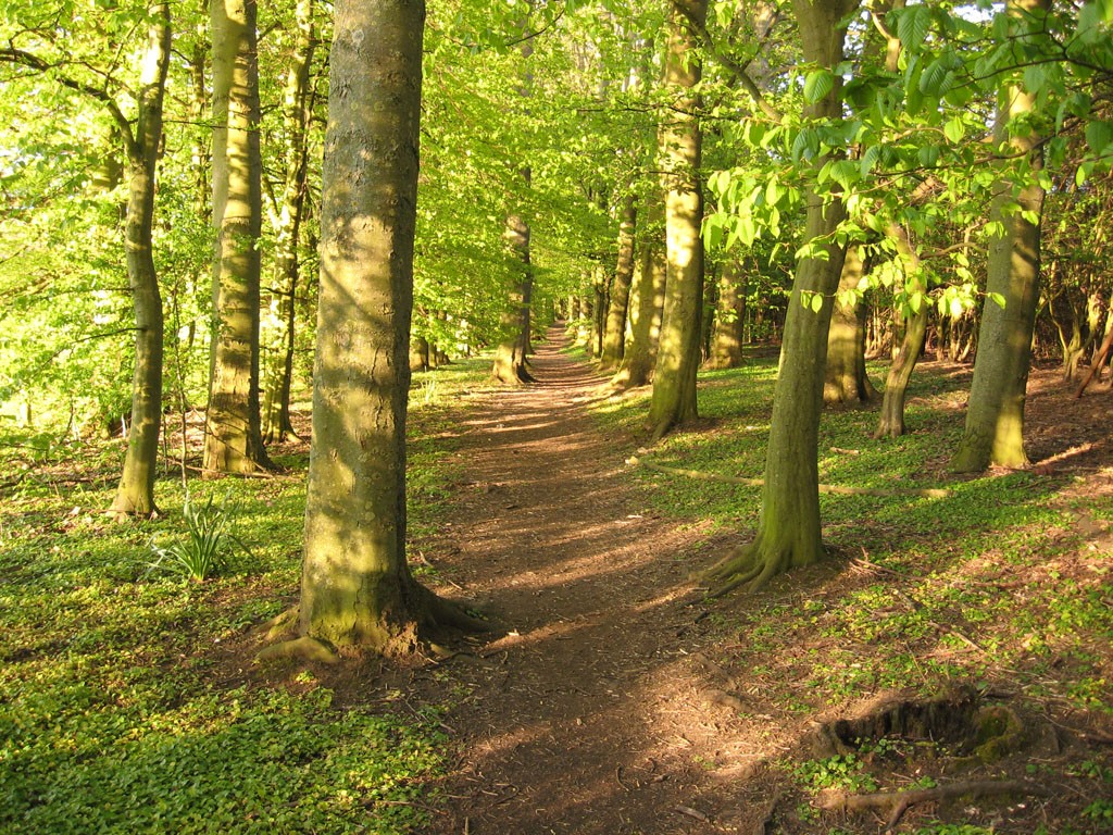 Evening sunlight through beech trees, with earth path between 