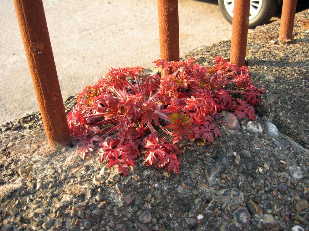 Reddish-leaved wild plant growing from a crack in concrete