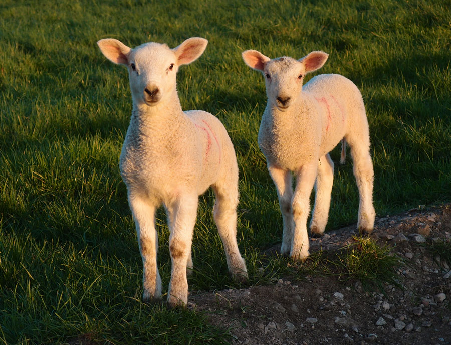 Two lambs, looking at camera