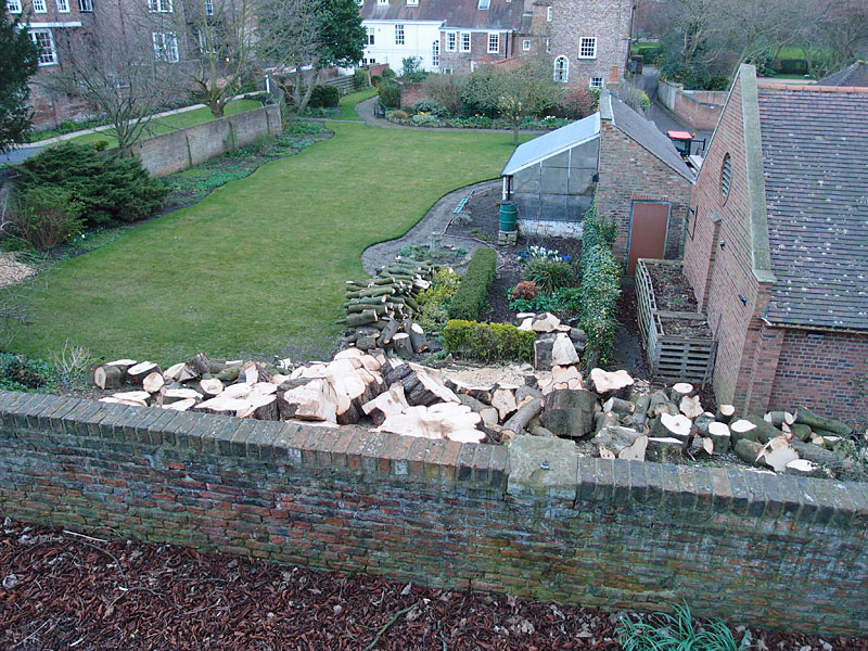 Second felled horse chestnut, Minster precincts, 21 March 2014
