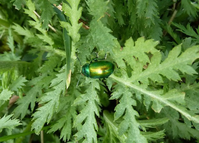 rawcliffe-meadows-tansy-beetle-mick-phythian