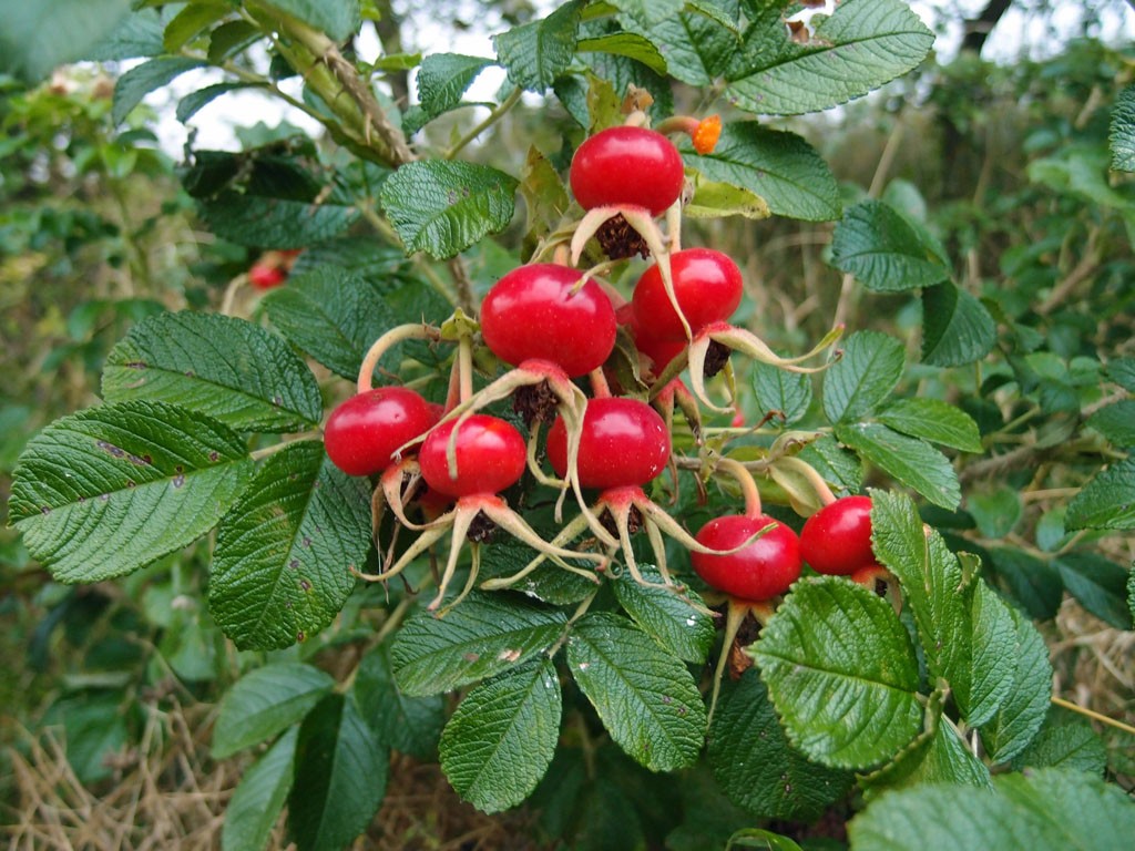 Rosehips ripening by the Haxby cycleway, 20 Aug 2018