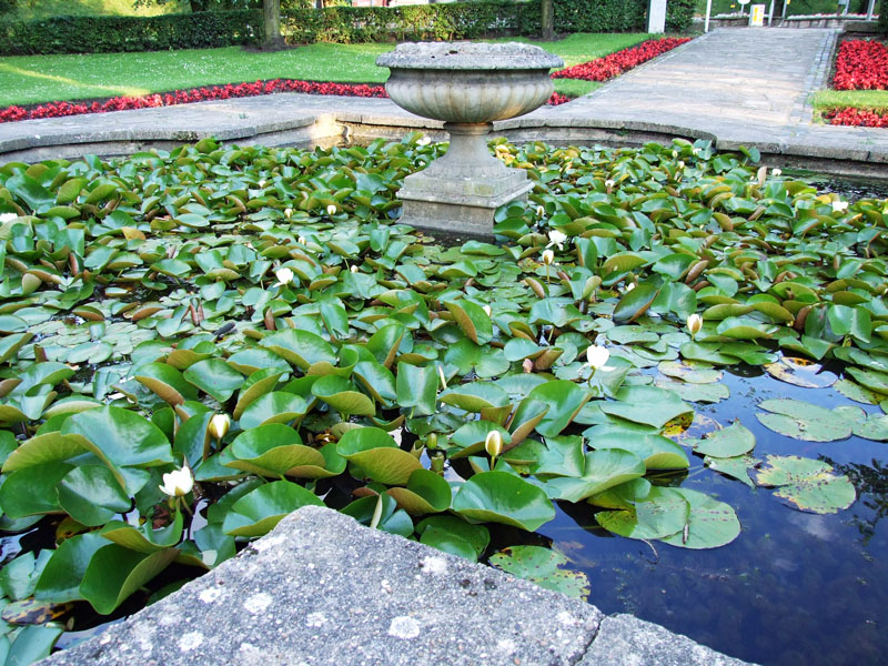 triangular-gardens-leeman-rd-waterlilies-270607-800
