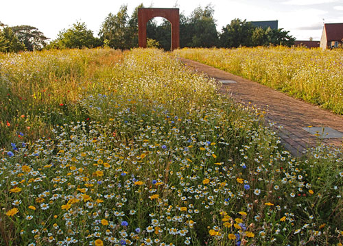Wildflower meadow and Holgate Arch, 27 July 2014