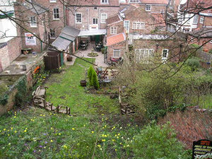 Buildings and daffodils, in Gillygate gardens