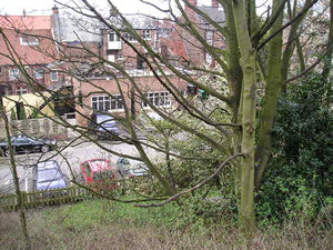 I think this is the back of  the Bay Horse on Gillygate, though it's hard to see past the tangle of tree branches