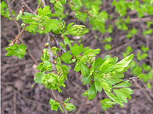 Hawthorn leaves just opening
