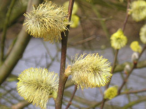 Furry fluffy catkin things