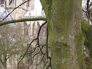 From the city walls, behind a tree, 16 March 2004