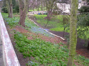 Almost rural – spring flowers under the trees in the gardens of the Minster area
