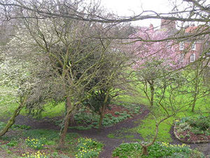 Trees and daffodils in Minster gardens