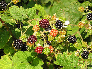 Brambles ripening in the hedgerows