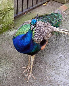 Wandering peacock