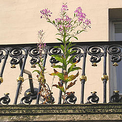 Detail – railings, (with Rosebay willow herb)
