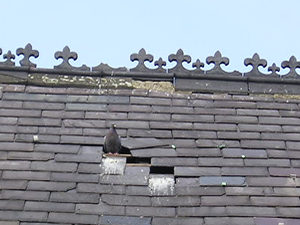 Burton Croft roof, with slipped slates and pigeons