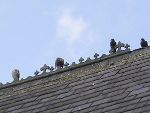 Burton Croft roof, pigeons fill in for missing roof ornamentation
