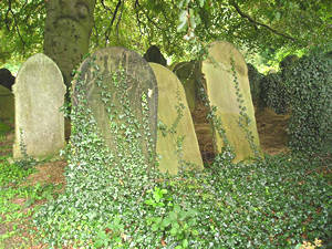 Ivy on headstones, York Cemetery