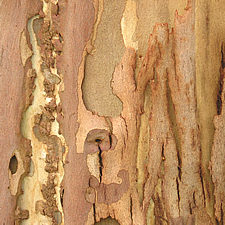 Bark of eucalpytus tree