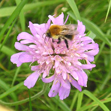 Bee on a wildflower growing on a grave, York Cemetery
